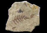 Pennsylvanian Fossil Fern (Alethopteris) - Kansas #65372-1